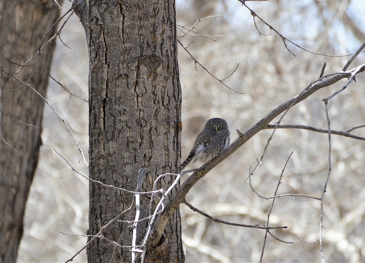 Northern Pygmy-Owl - ML436742661