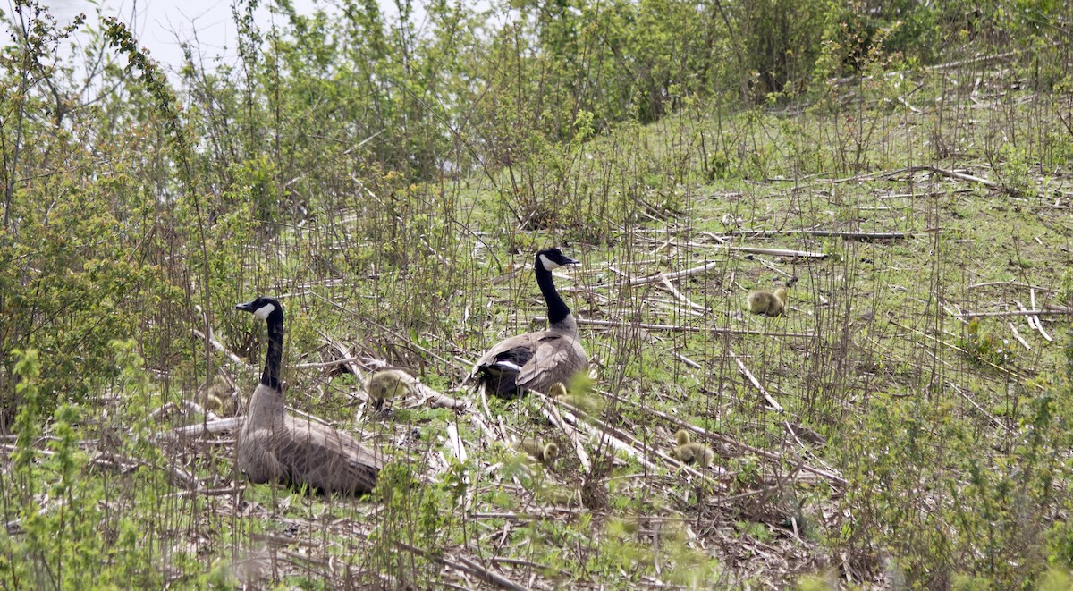 Canada Goose - Tom Wnuk