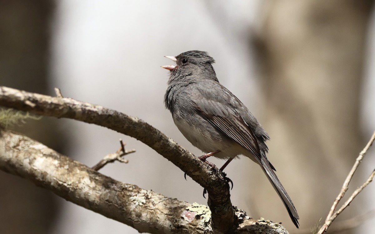 Junco ardoisé (hyemalis/carolinensis) - ML436743321