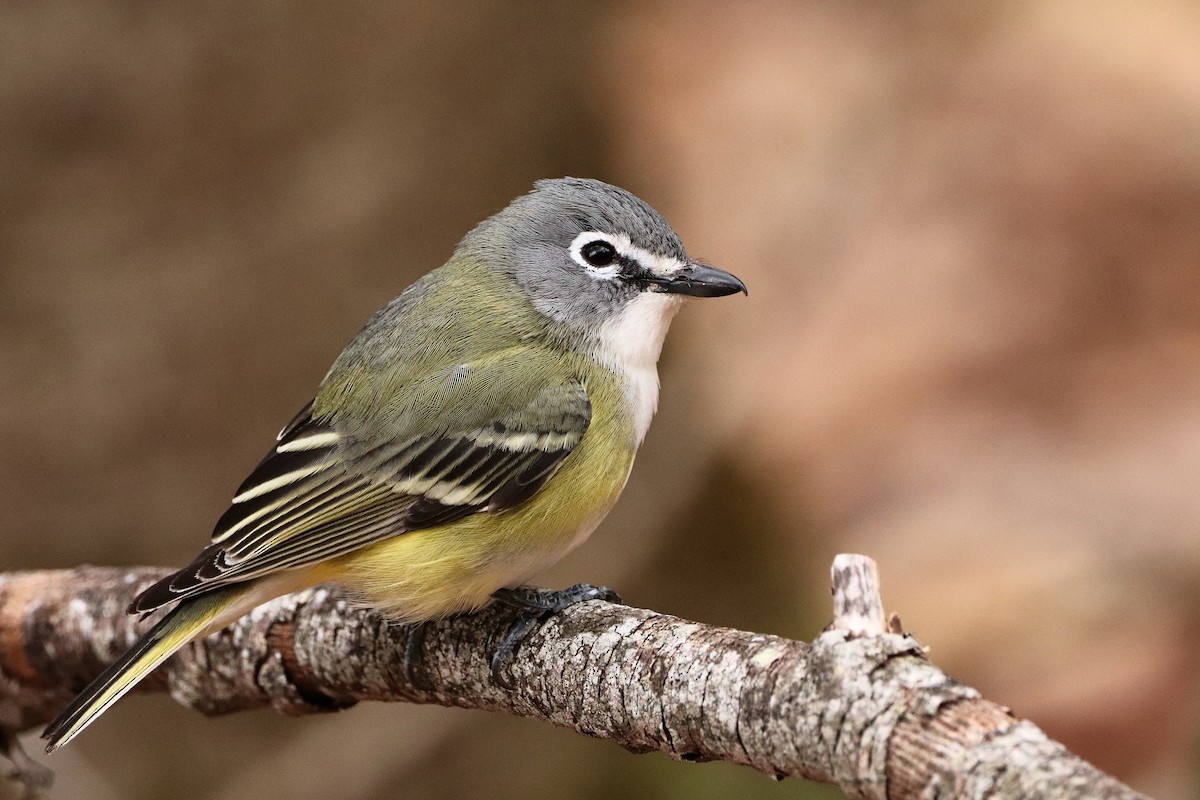 Blue-headed Vireo - ML436743581