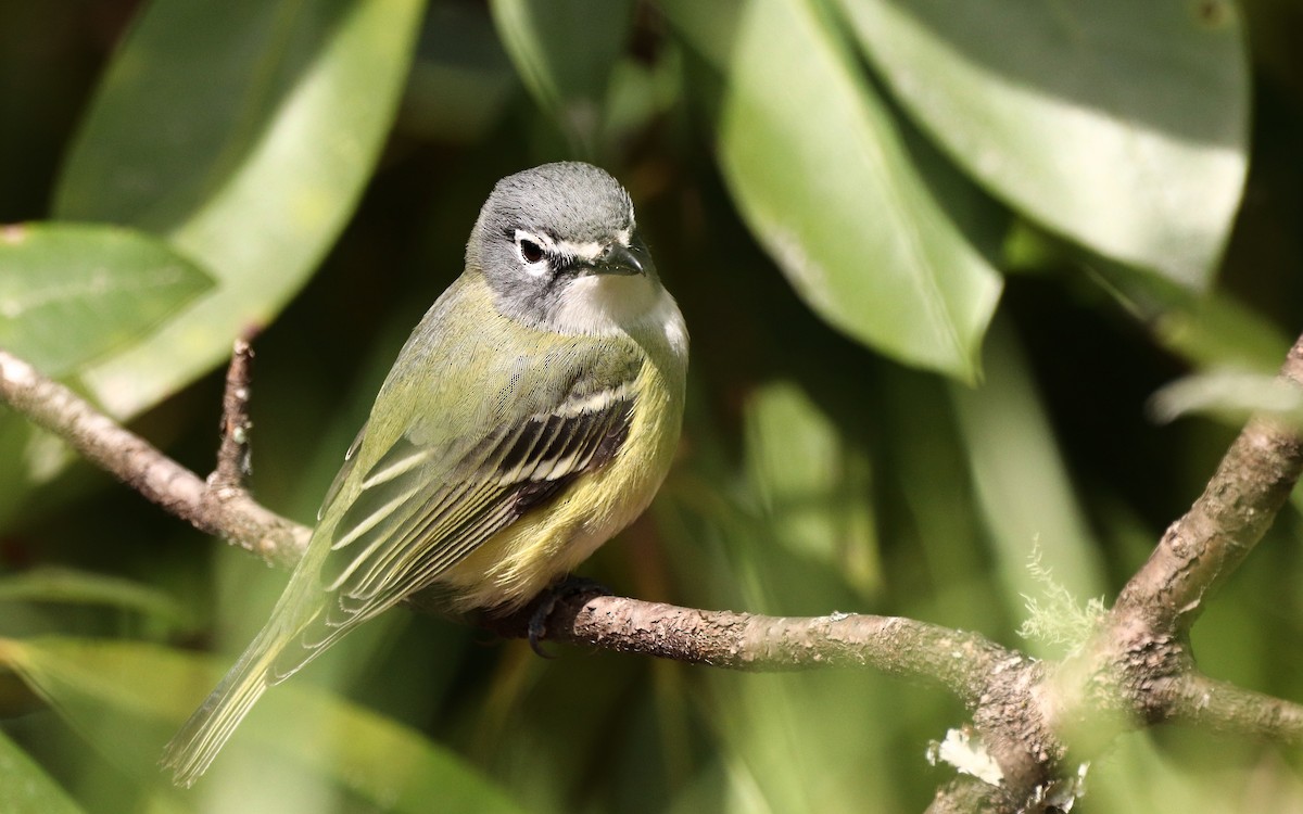 Blue-headed Vireo - ML436743671