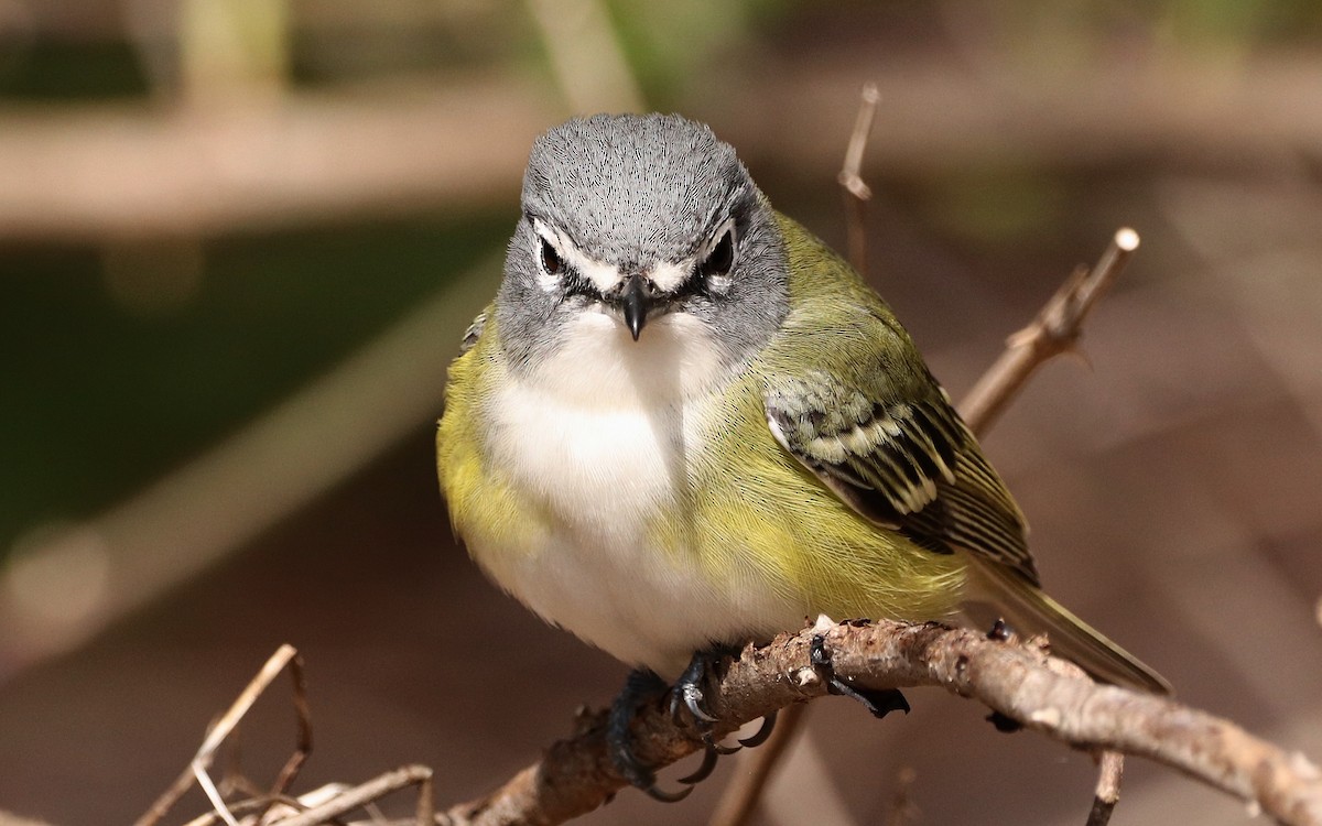 Blue-headed Vireo - Will Bennett