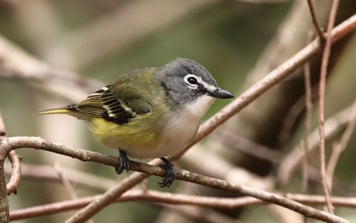 Blue-headed Vireo - ML436743781