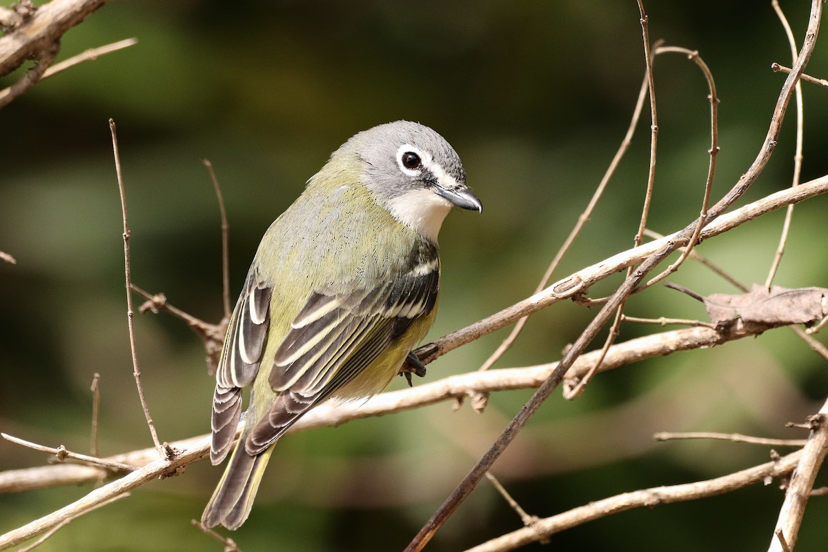Graukopfvireo - ML436743811