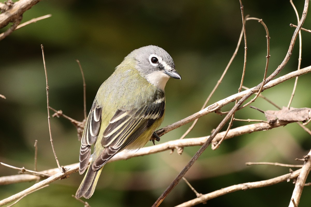 Blue-headed Vireo - ML436743811