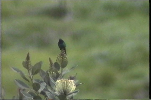 kolibřík tikavý (ssp. splendidus/pyropus) - ML436744