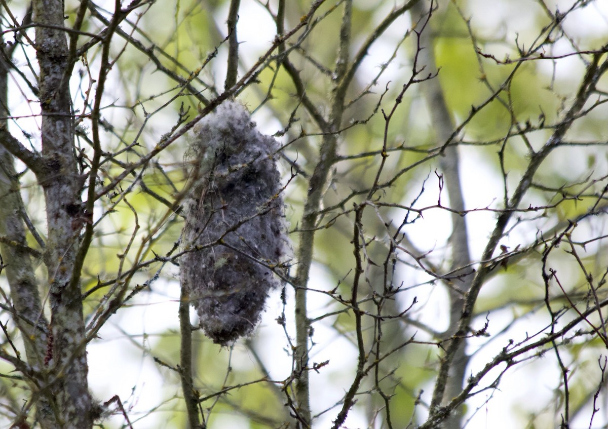 Bushtit - Tom Wnuk