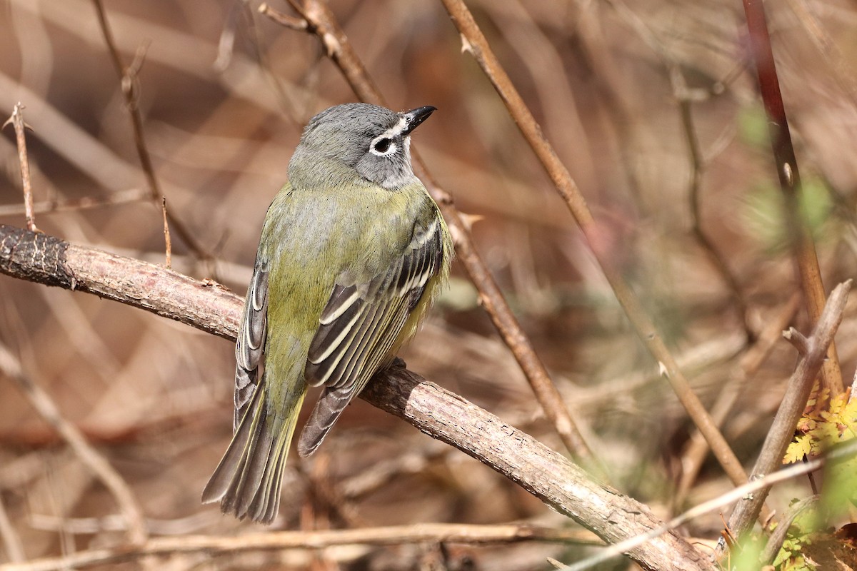 Graukopfvireo - ML436745001