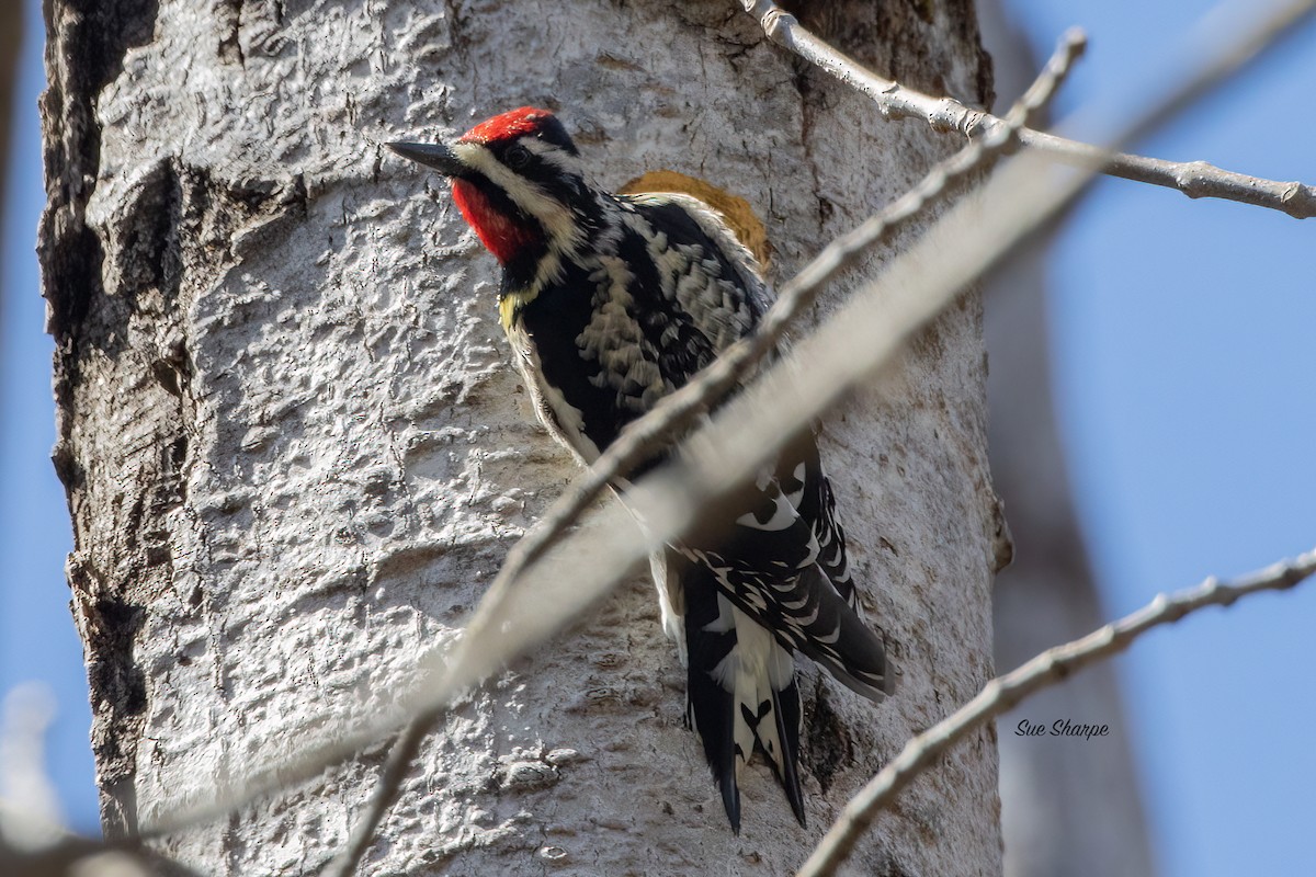 Yellow-bellied Sapsucker - ML436747551