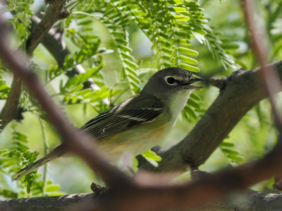 Cassin's Vireo - ML436747691