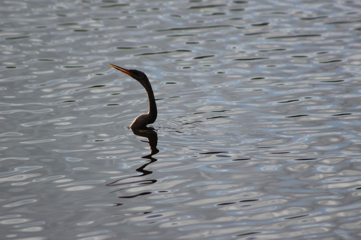 Anhinga d'Amérique - ML43674831