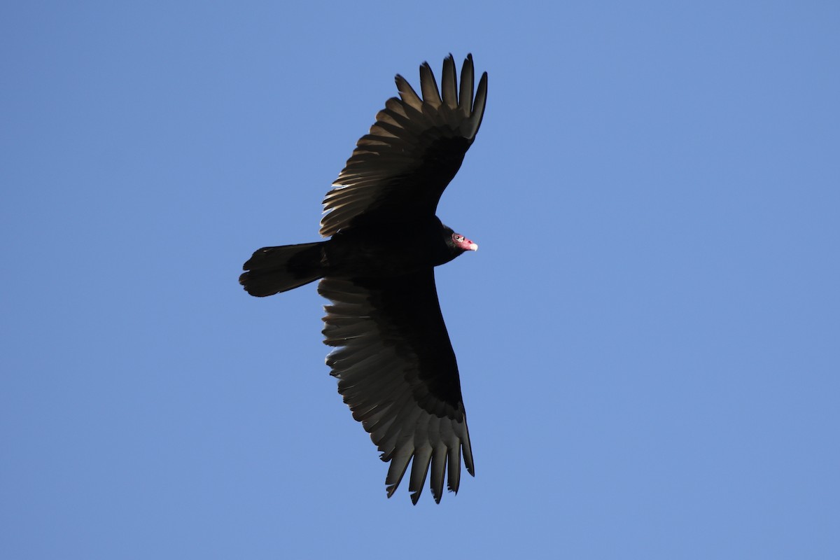 Turkey Vulture - Gord Watts