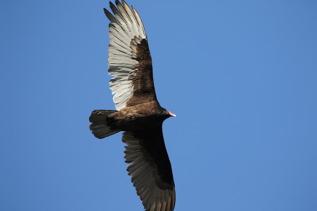 Turkey Vulture - ML436748521