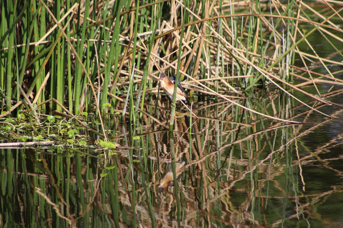 Least Bittern - ML43674991