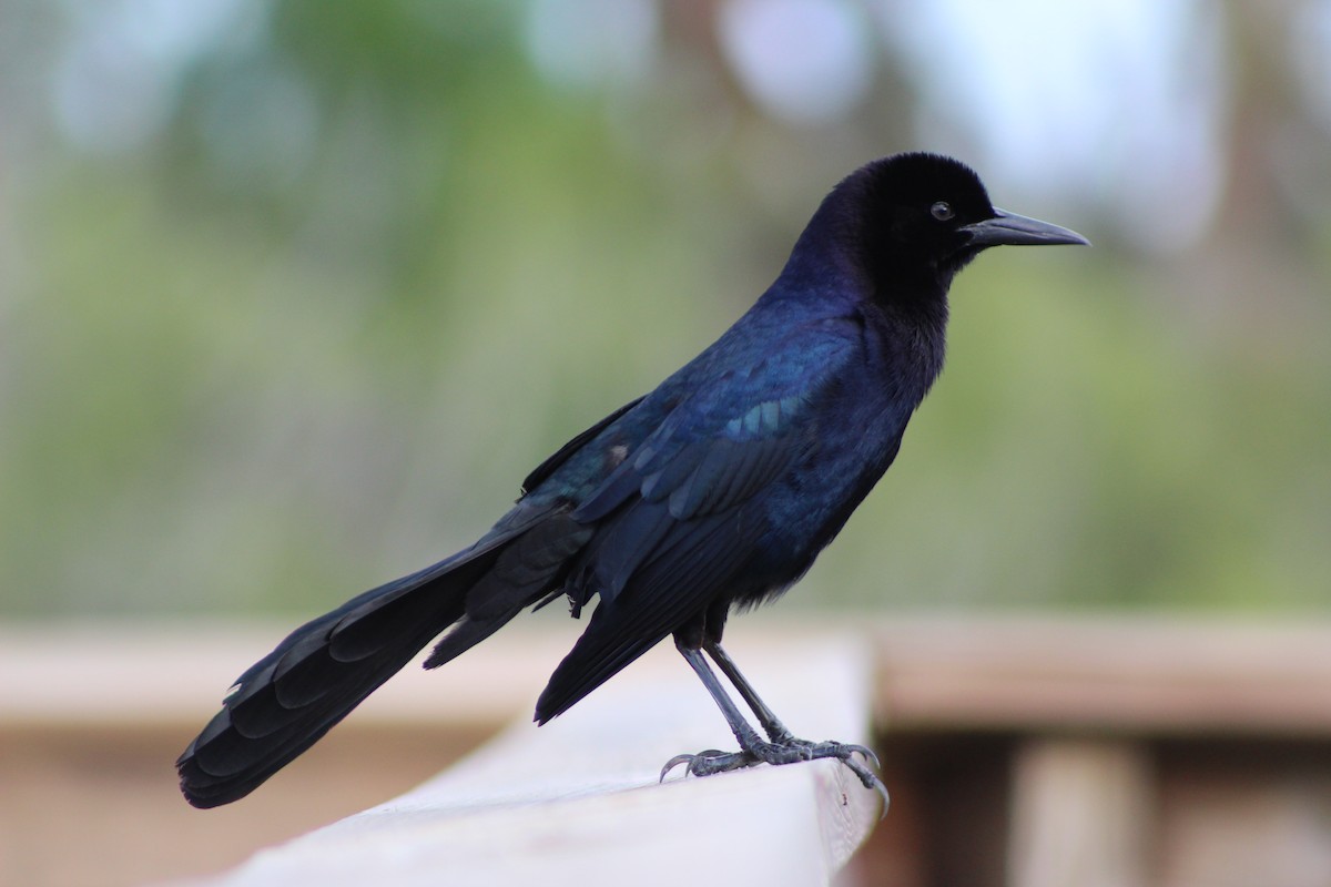 Boat-tailed Grackle (westoni) - Marie Hosch