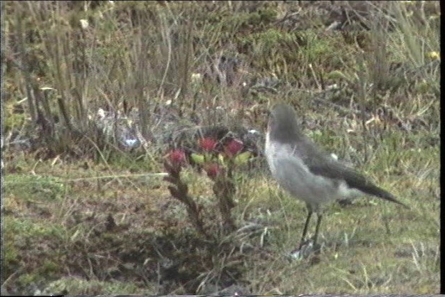 Plain-capped Ground-Tyrant - ML436751