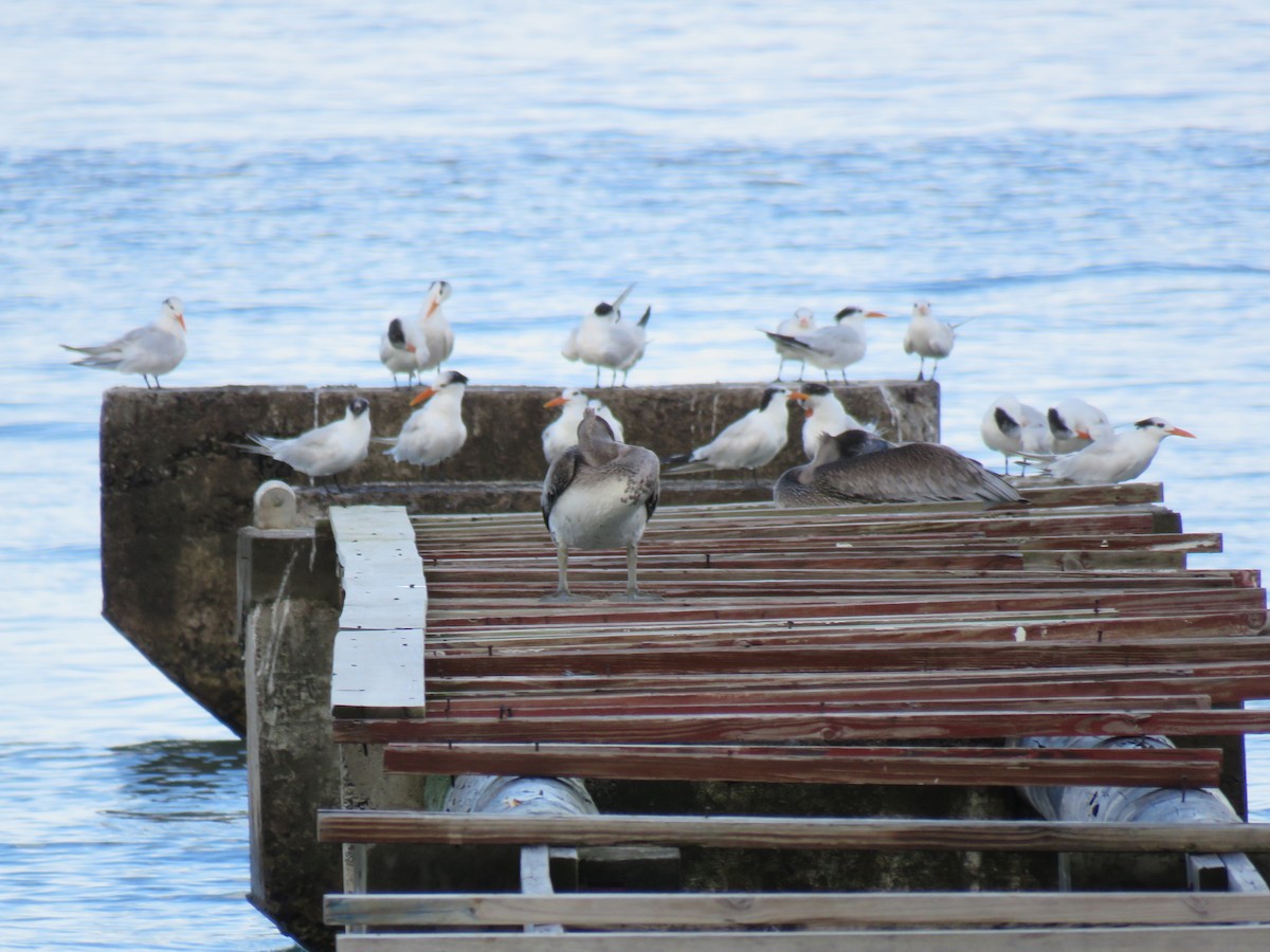 Royal Tern - ML43675101