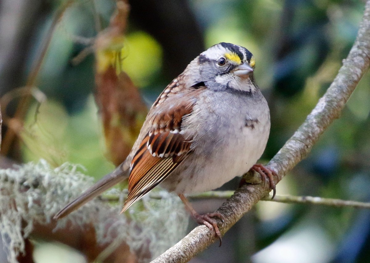 White-throated Sparrow - Don Roberson