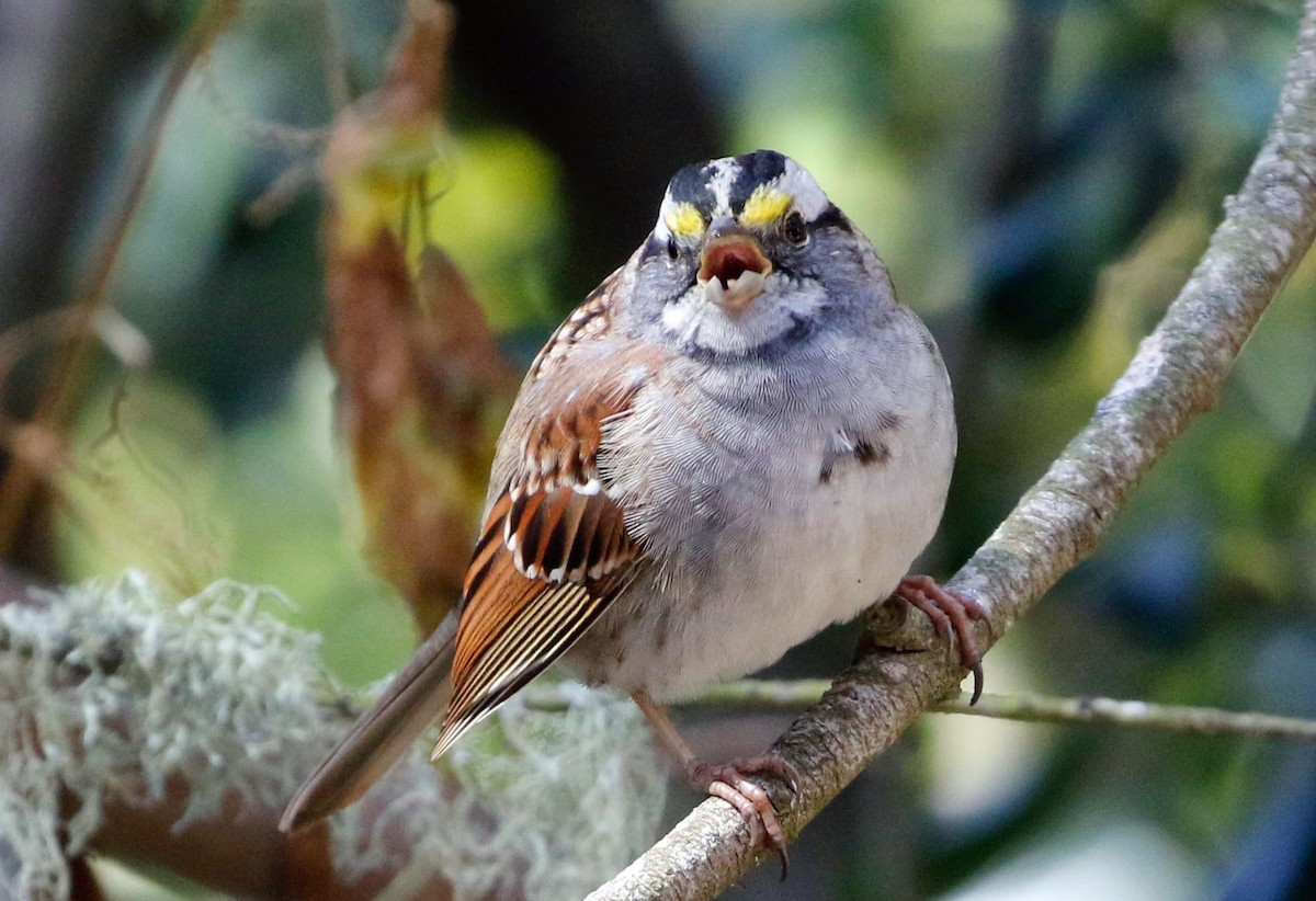 White-throated Sparrow - Don Roberson