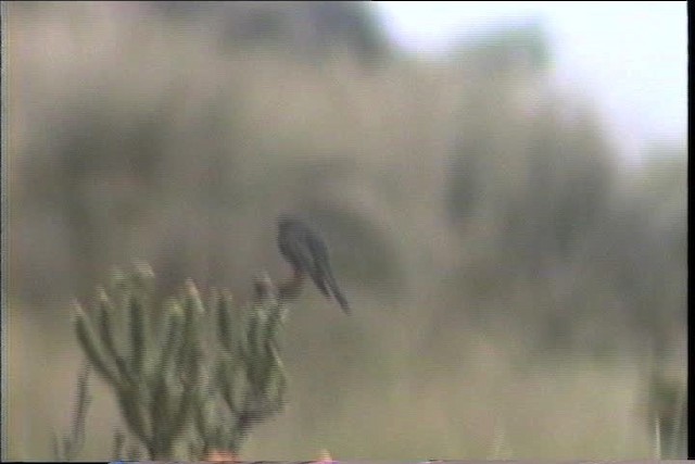 kolibřík modropláštíkový - ML436753