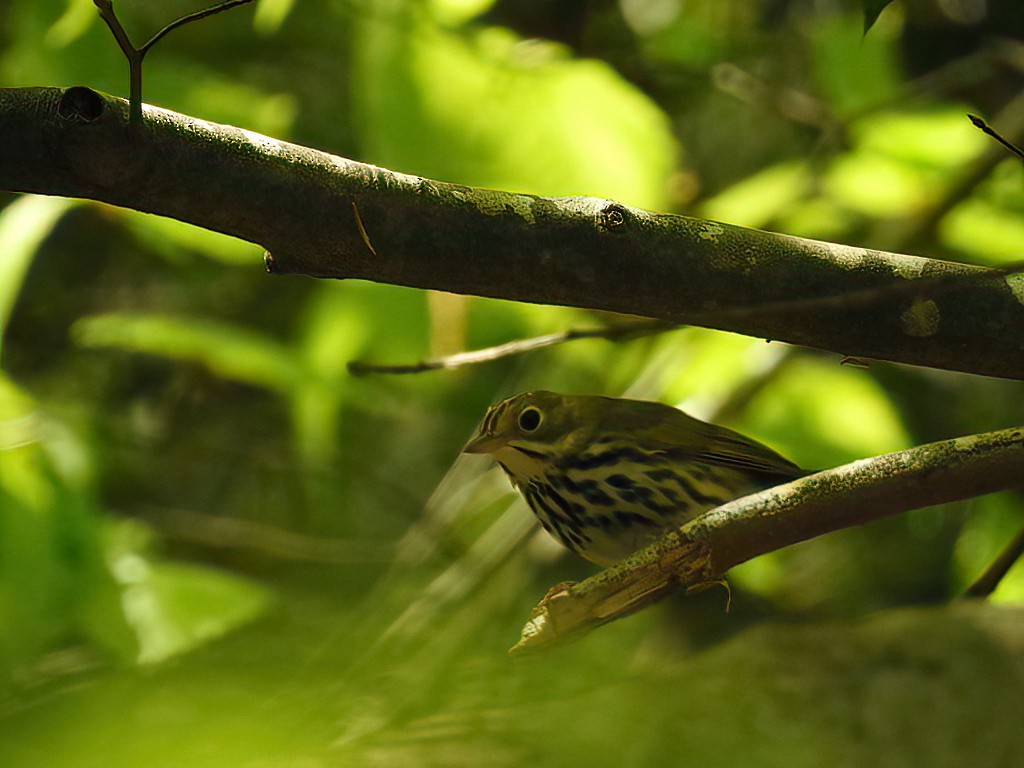 Ovenbird - ML436753901