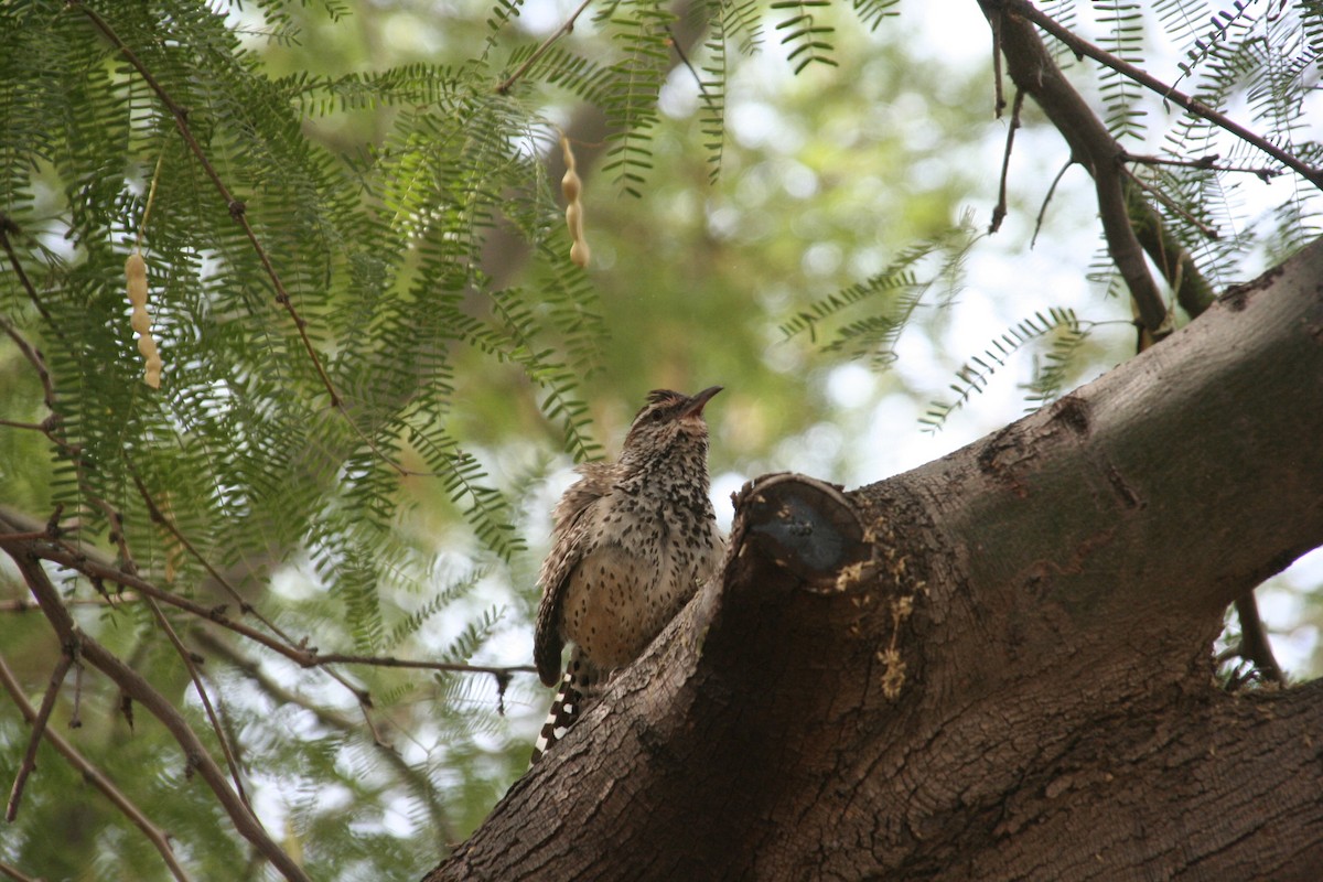 Cactus Wren - ML436754141