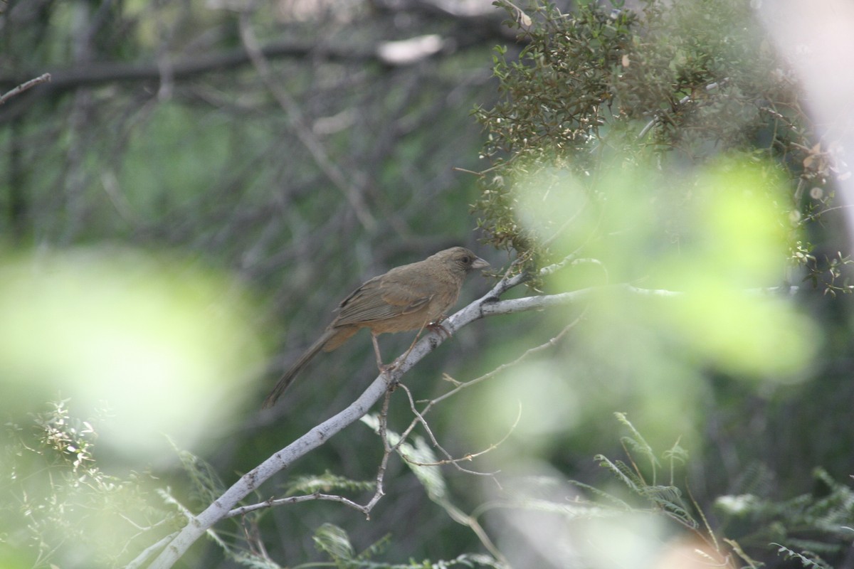 Abert's Towhee - ML436754371