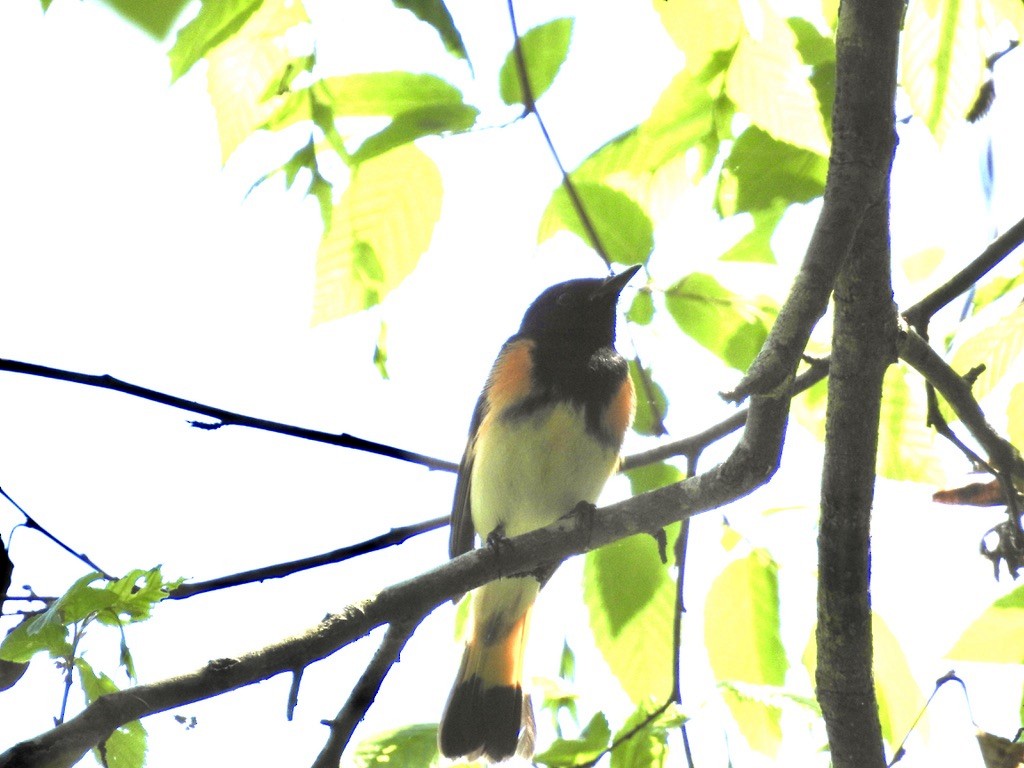 American Redstart - ML436754611