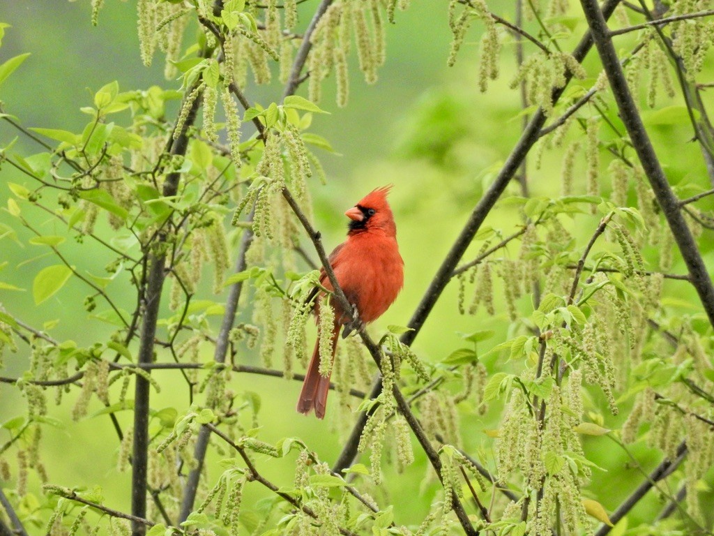 Northern Cardinal - ML436754791
