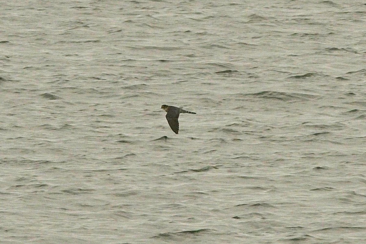 灰背隼 - ML436755451