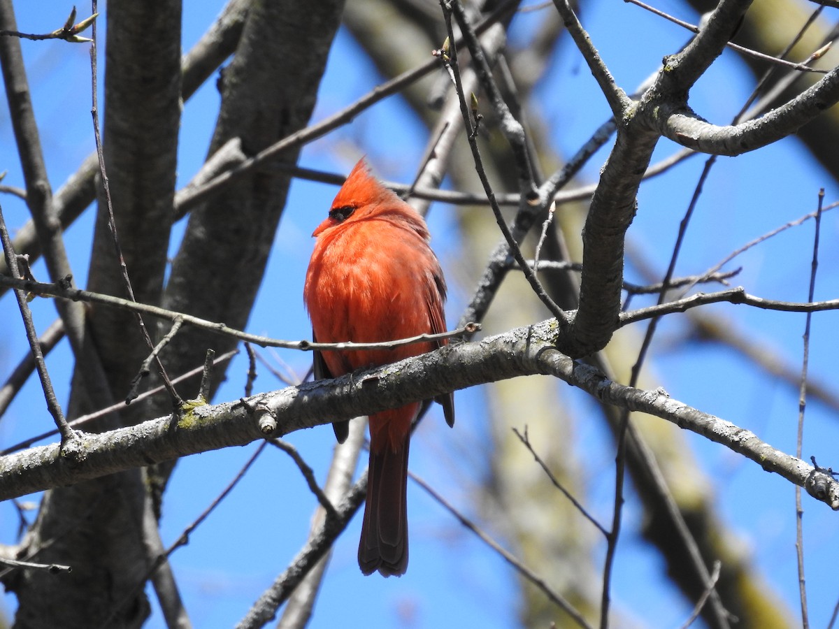 Cardinal rouge - ML436755721