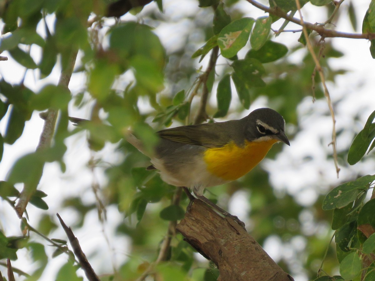 Yellow-breasted Chat - ML436755881