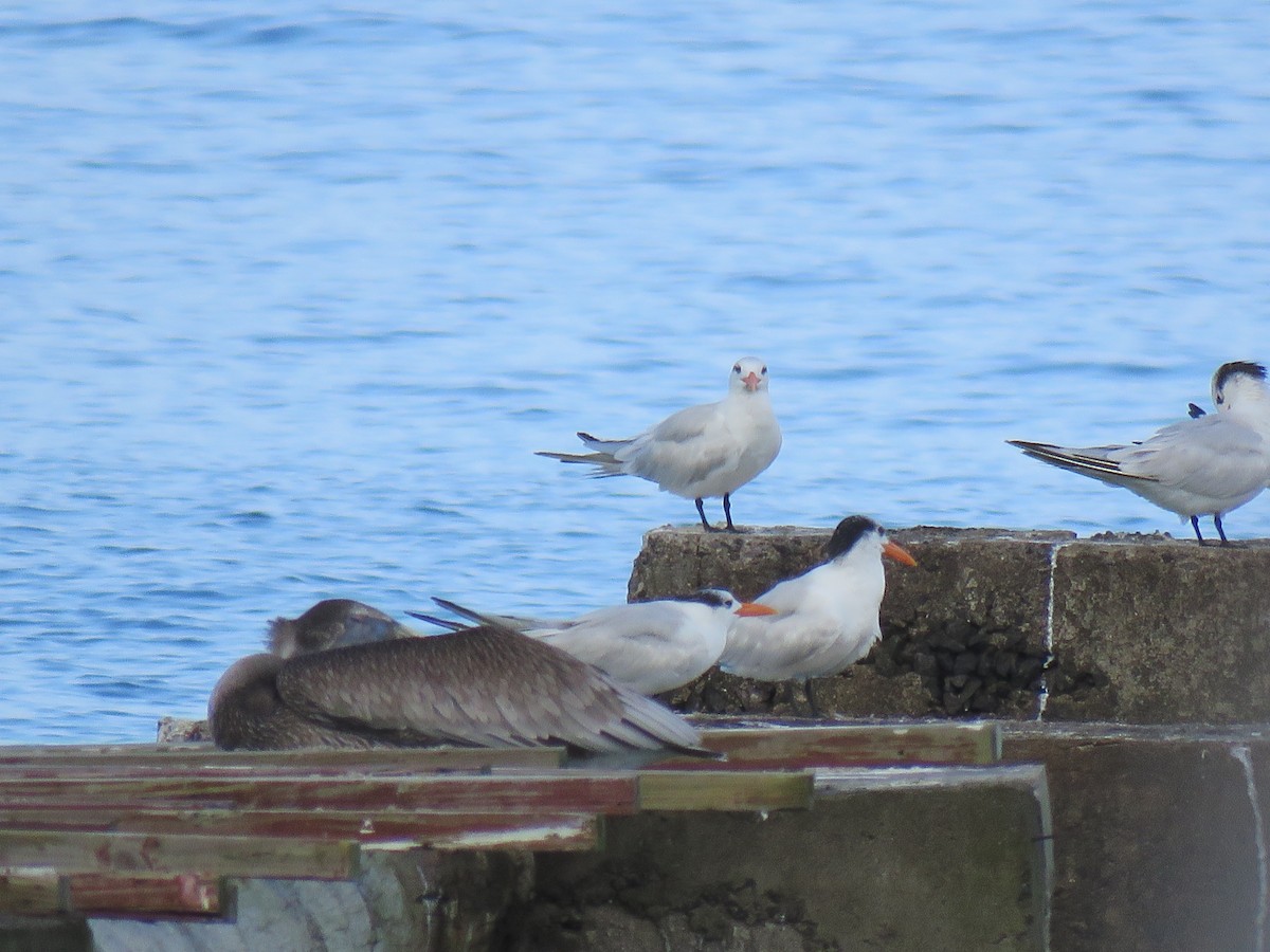 Royal Tern - ML43675611