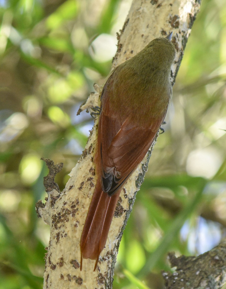 Olivaceous Woodcreeper - ML436756121