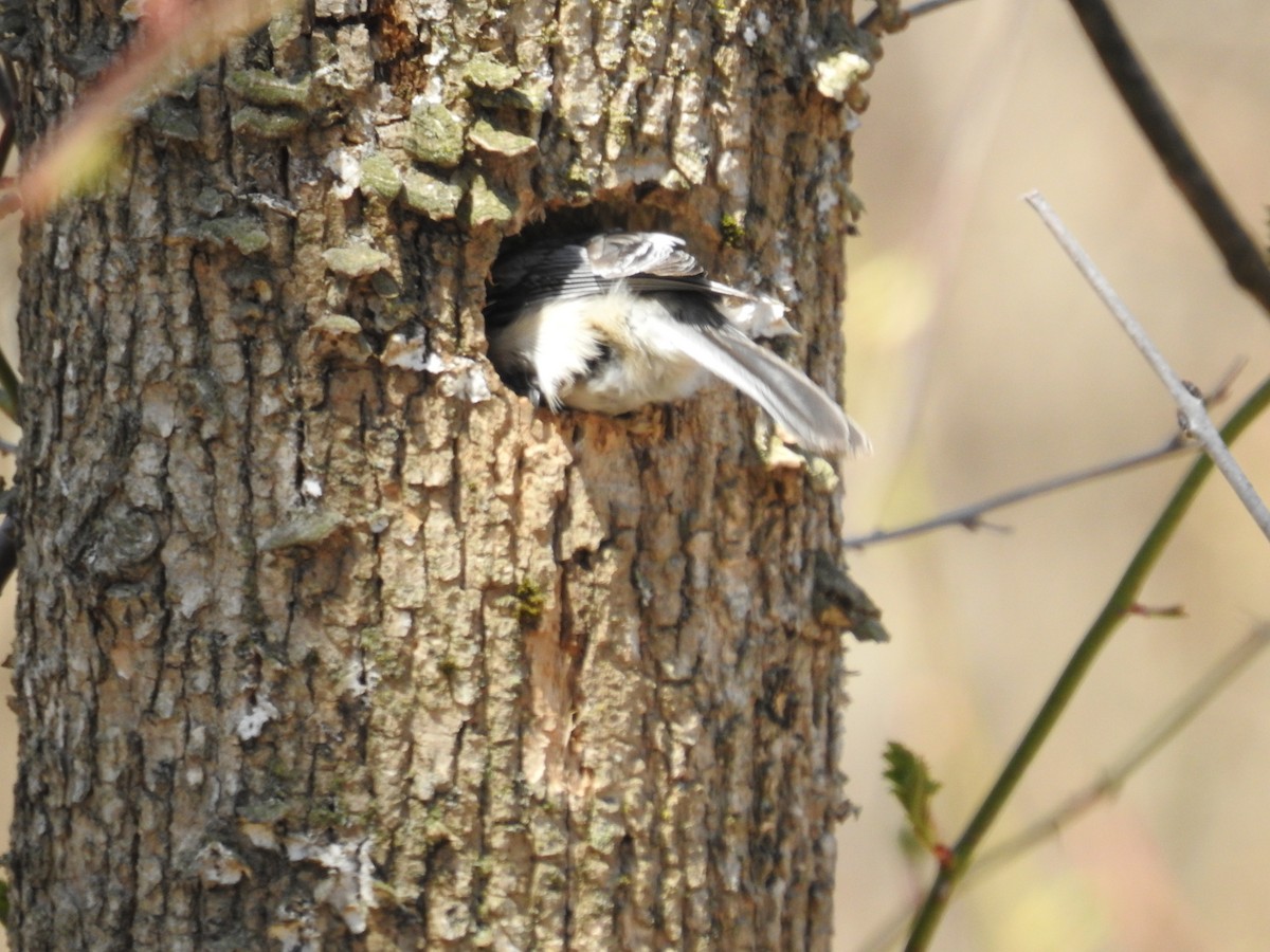 Black-capped Chickadee - David Whitehouse