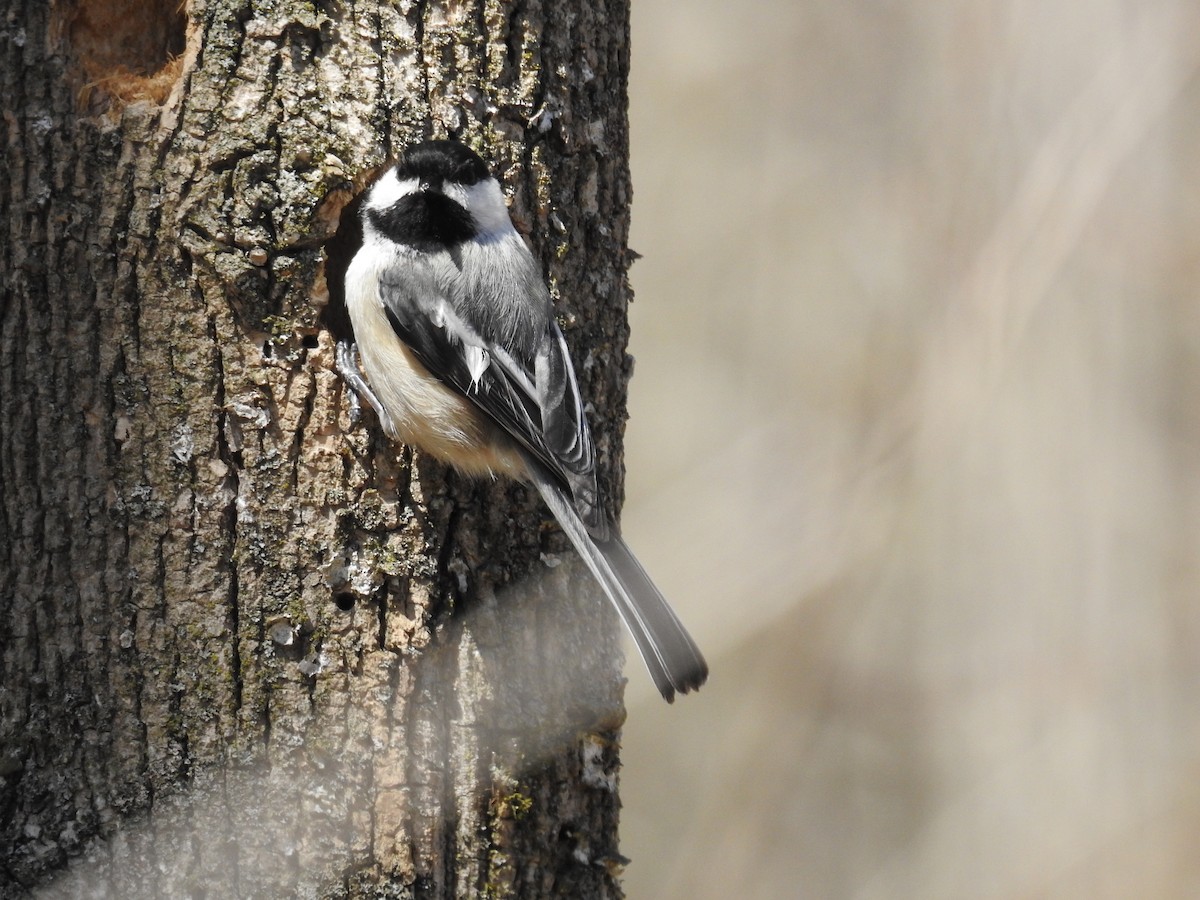 Black-capped Chickadee - ML436756611