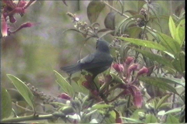 White-sided Flowerpiercer - ML436757