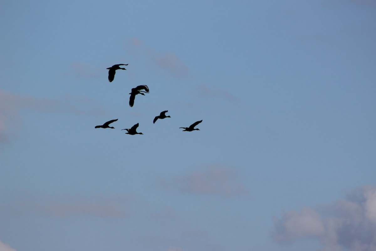 Black-bellied Whistling-Duck - ML43675731