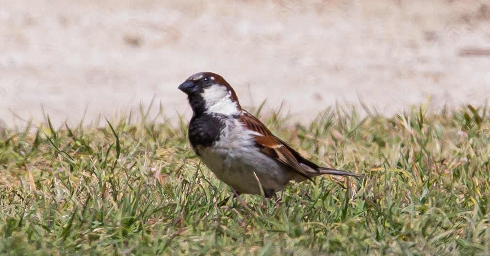 House Sparrow - Timothy Aarons