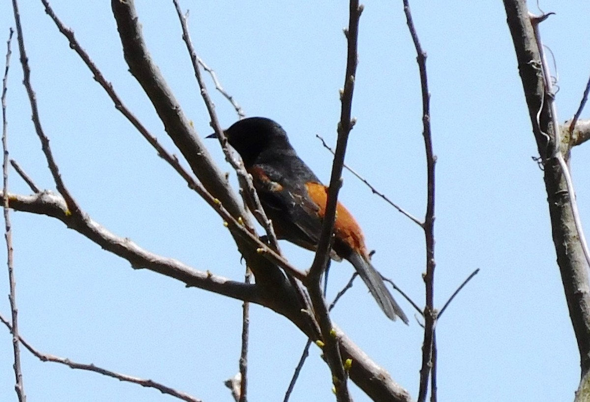 Orchard Oriole - ML436757921