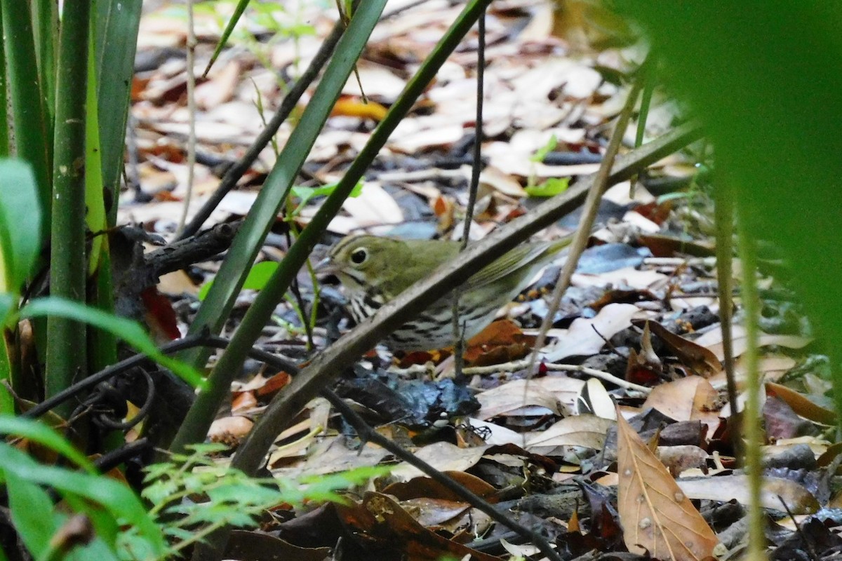 Ovenbird - ML436758071