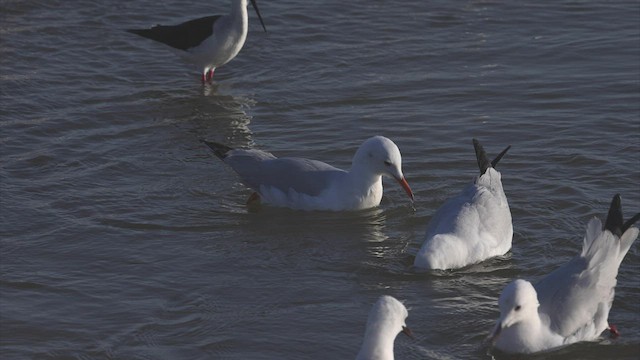 Slender-billed Gull - ML436758121