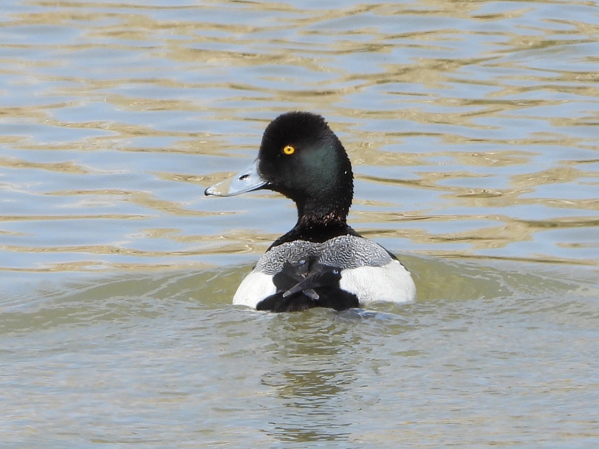 Lesser Scaup - ML436759291