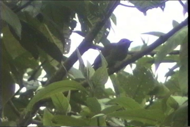 Red-rumped Woodpecker - ML436763