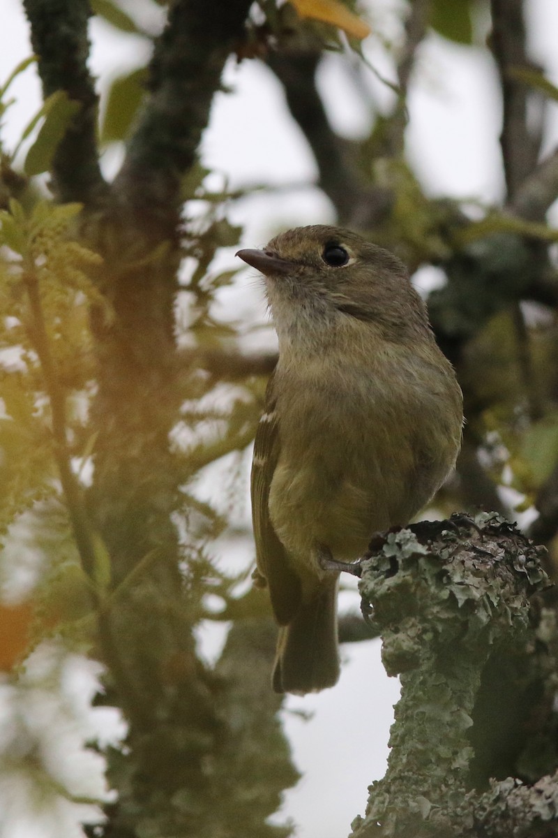 Hutton's Vireo - Don Brode