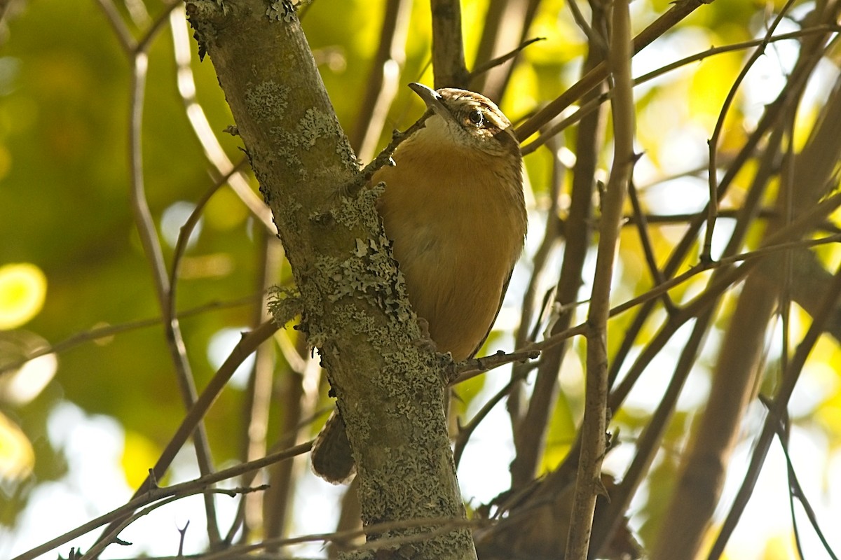 Carolina Wren - ML436764401
