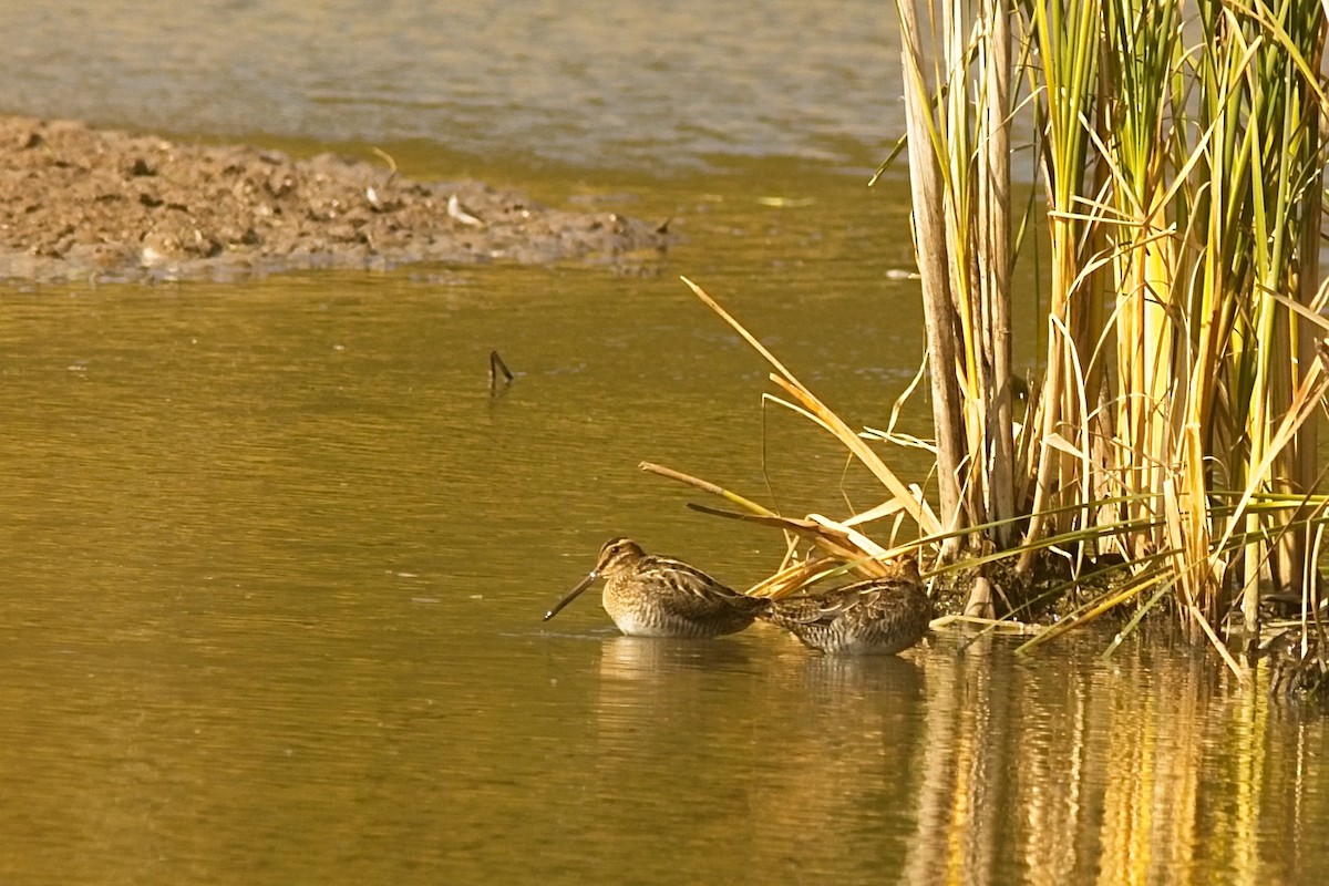 Wilson's Snipe - ML436764511