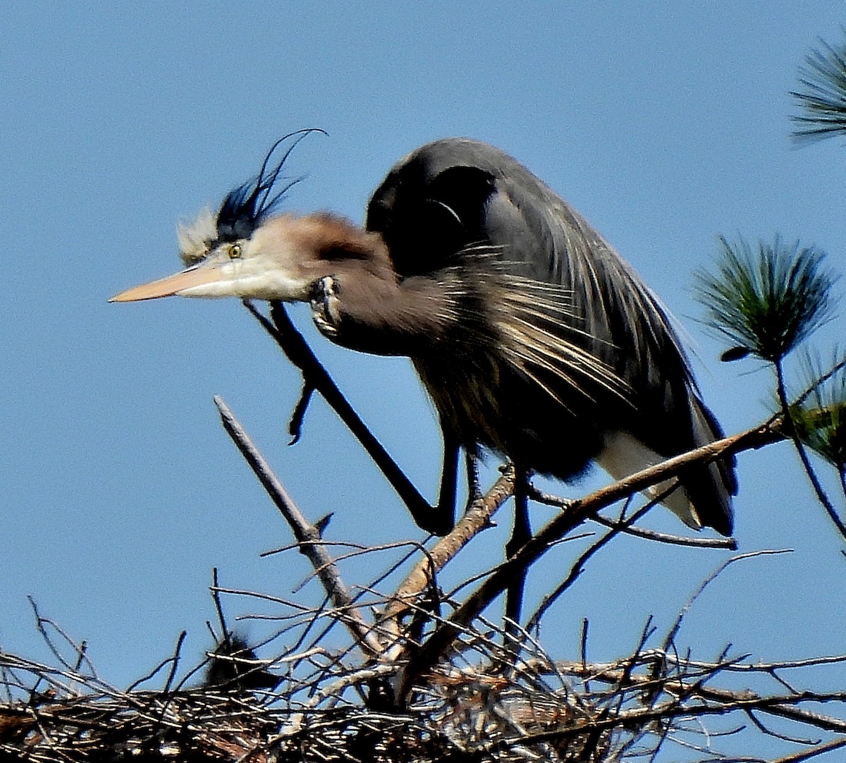 Great Blue Heron - ML436764741