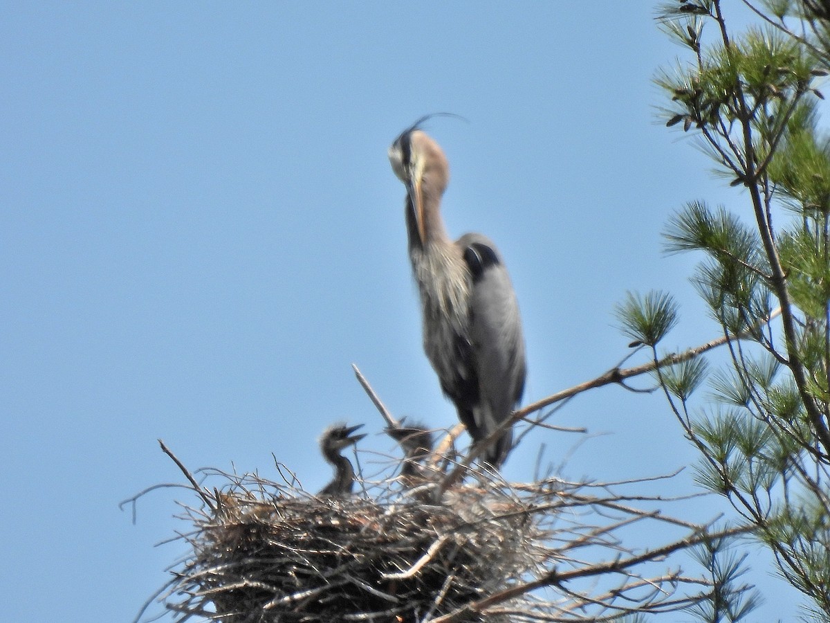 Great Blue Heron - Sandy Sanders