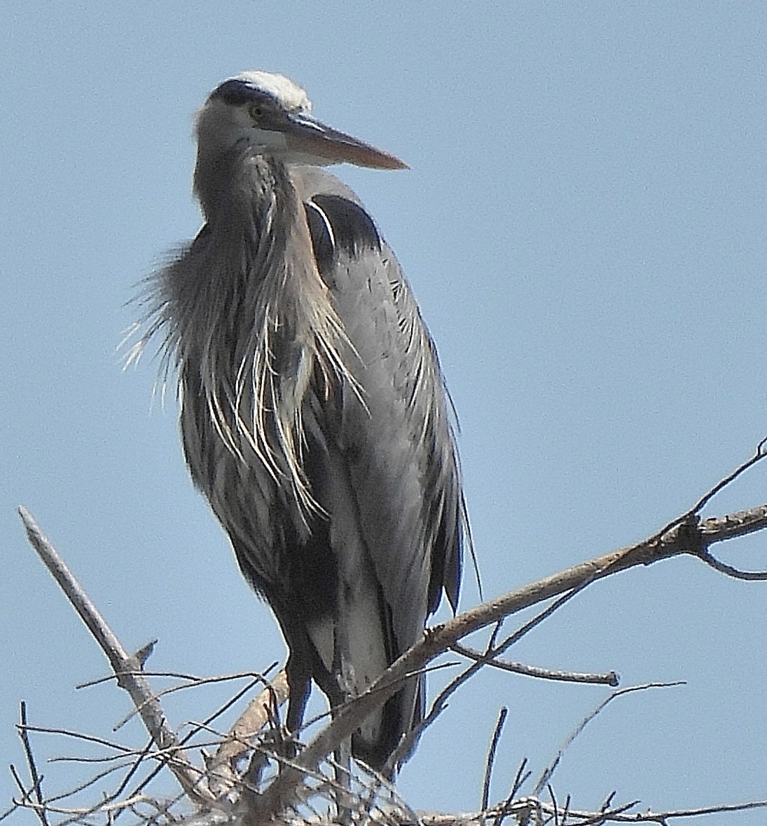 Great Blue Heron - Sandy Sanders